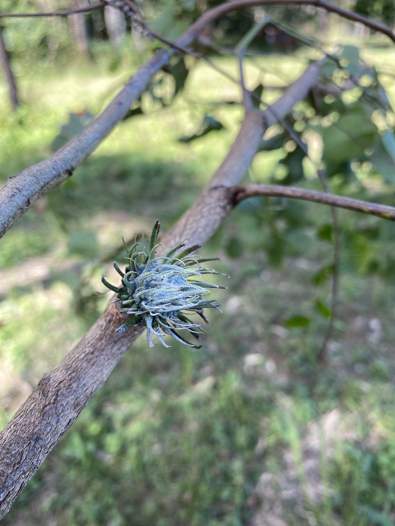 Apiomorpha excupula from Tiaro, QLD, AU on June 11, 2022 at 01:27 PM by ...