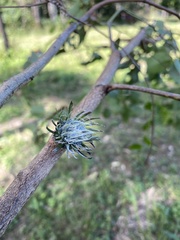 Apiomorpha excupula