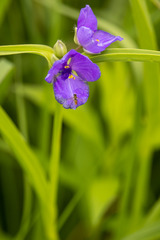Tradescantia bracteata