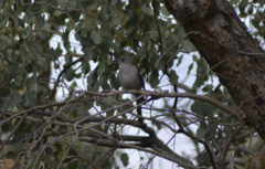 Colluricincla harmonica harmonica
