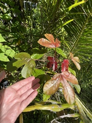 Jatropha gossypiifolia