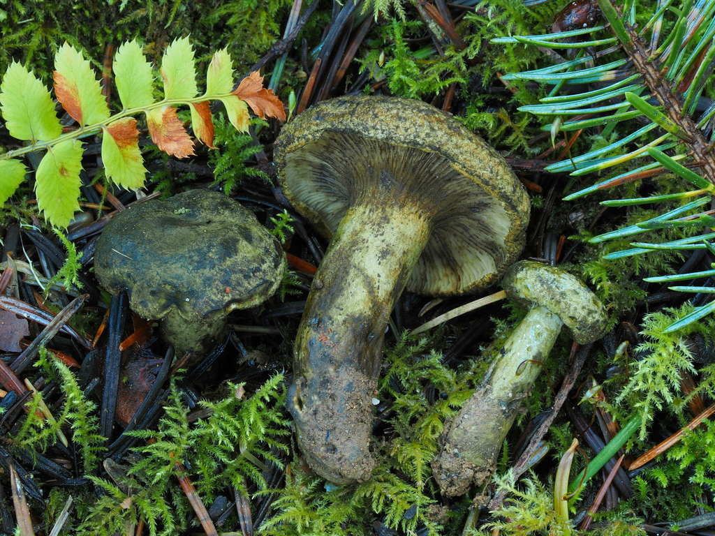 Toadskin Milkcap