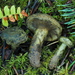 Toadskin Milkcap - Photo (c) Warren Cardimona, some rights reserved (CC BY-NC), uploaded by Warren Cardimona