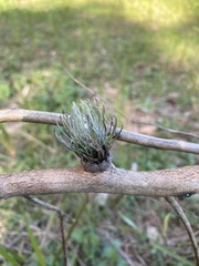 Apiomorpha excupula