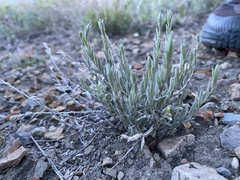 Evolvulus nuttallianus