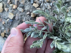 Evolvulus nuttallianus