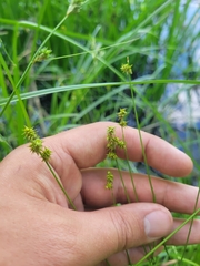 Carex atlantica atlantica