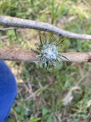 Apiomorpha excupula