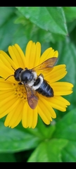 Megachile conjuncta