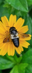 Megachile conjuncta