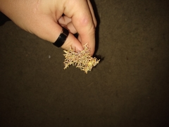 Chorizanthe watsonii