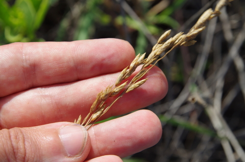 Image of Vaseyochloa multinervosa by (c) Eric Knight, some rights reserved (CC BY)