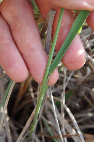 Image of Vaseyochloa multinervosa by (c) Eric Knight, some rights reserved (CC BY)