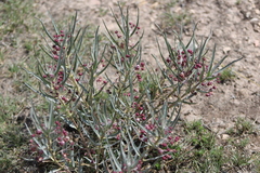 Asclepias brachystephana