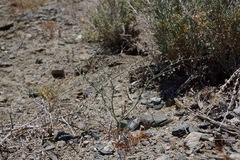 Eriogonum deflexum deflexum