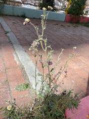 Asteraceae