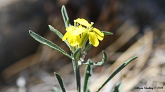 Erysimum perenne
