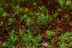 Dawsonia longiseta