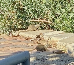 Otospermophilus beecheyi