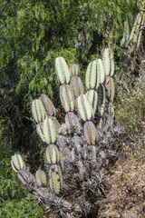 Armatocereus matucanensis