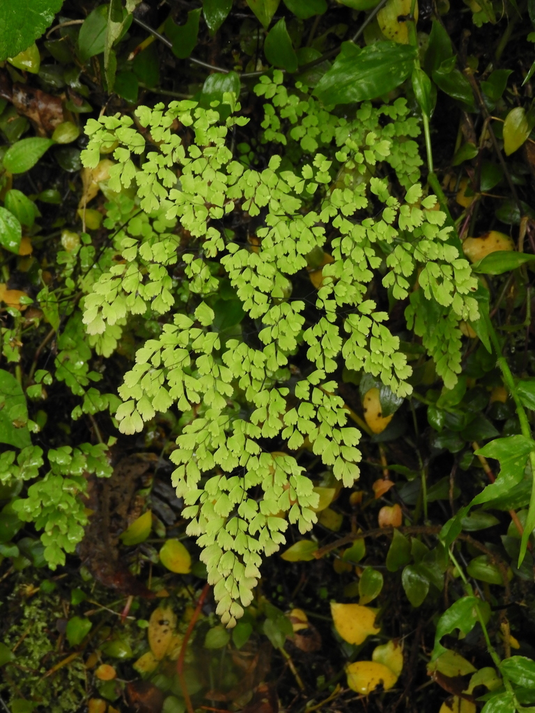 Maidenhair fern growing
