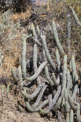 Loxanthocereus pachycladus