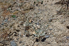 Eriogonum deflexum deflexum