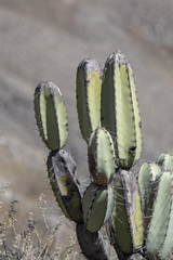 Armatocereus matucanensis