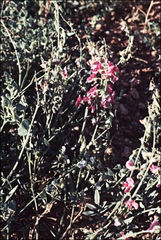 Swainsona campylantha