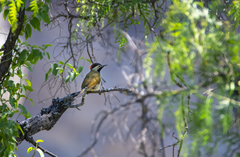 Colaptes atricollis