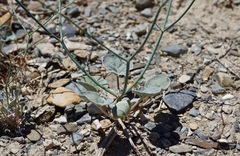 Eriogonum deflexum deflexum