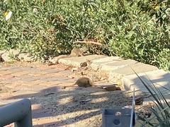 Otospermophilus beecheyi