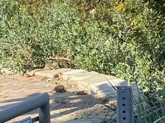 Otospermophilus beecheyi