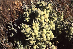 Atriplex spongiosa