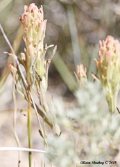 Castilleja praeterita