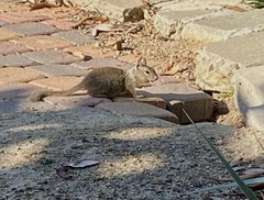 Otospermophilus beecheyi