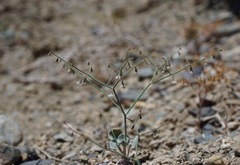 Eriogonum deflexum deflexum