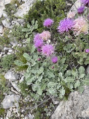 Jurinea ruprechtii