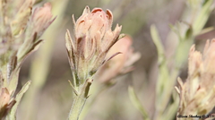 Castilleja praeterita