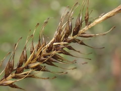 Carex corynoidea
