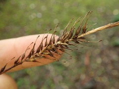 Carex corynoidea