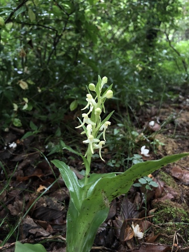 Platanthera japonica iNat (3)