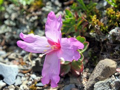 Epilobium nankotaizanense
