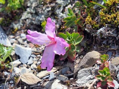Epilobium nankotaizanense
