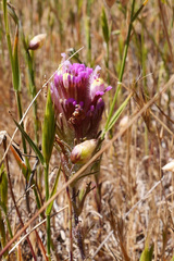 Castilleja exserta latifolia