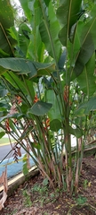 Heliconia stricta
