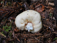 Russula stricklandiorum