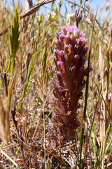 Castilleja exserta latifolia
