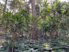 Cordyline petiolaris