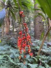 Cordyline petiolaris